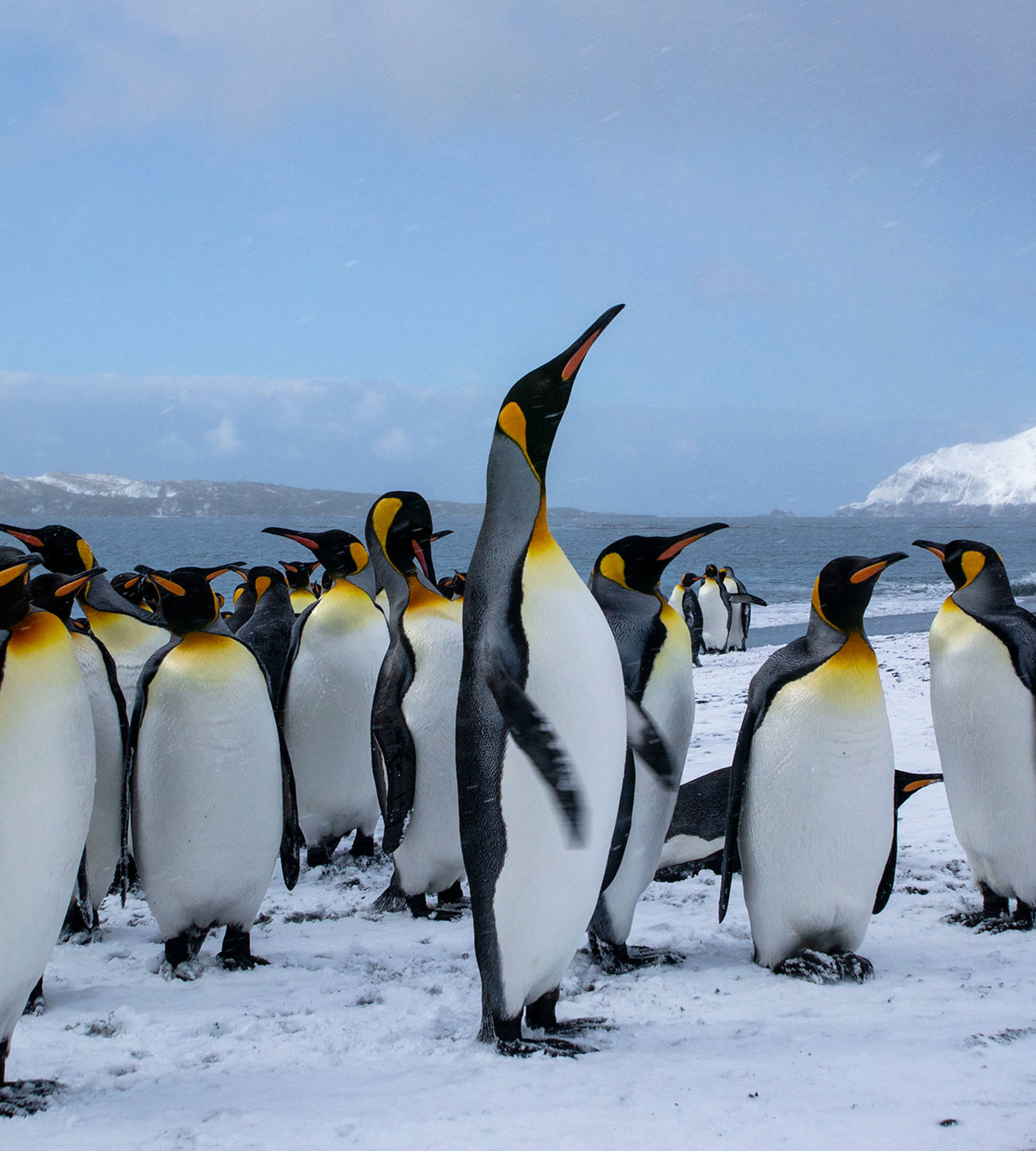 The penguin is one of the toughest creatures in the world and is a sociable bird. It is associated with Jotun in what we call “The penguin spirit”.